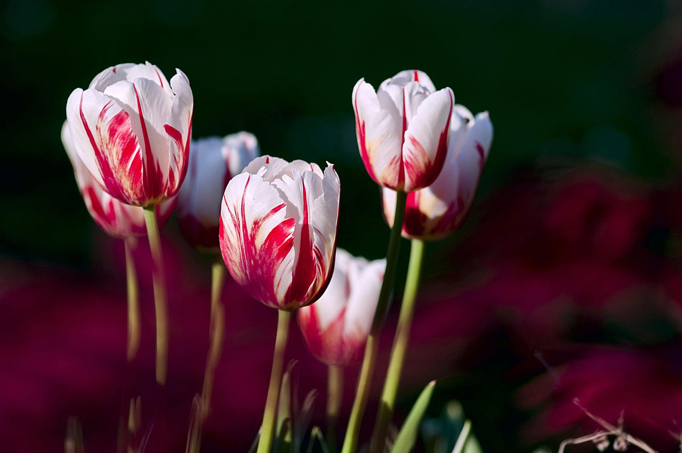 Foto di Pixabay: https://www.pexels.com/it-it/foto/fiori-di-tulipano-bianchi-e-rossi-69465/