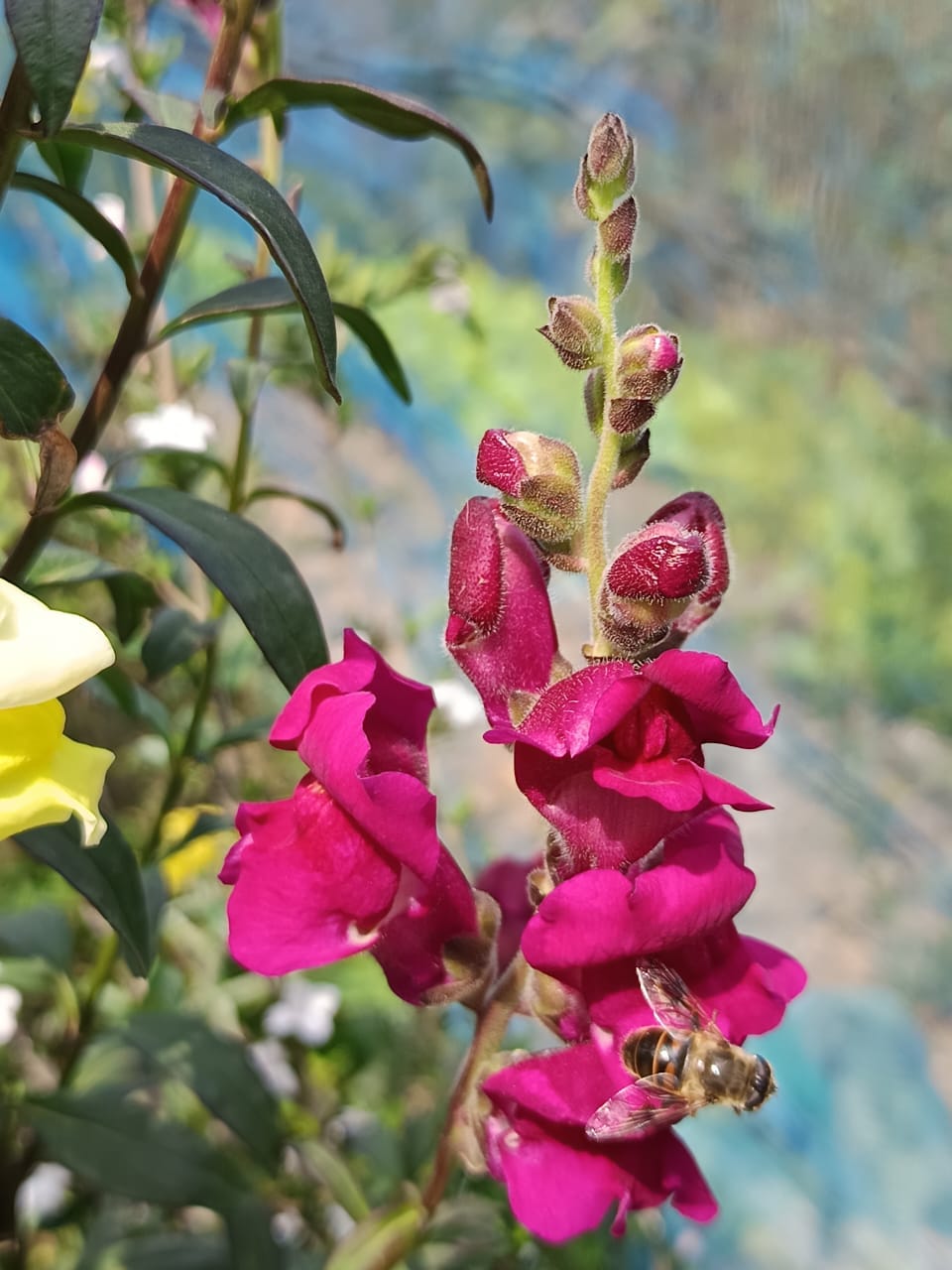 The Slow Bloom of Snapdragons (Antirrhinum) | by Soyami W Shimray | Weeds &  Wildflowers | Apr, 2026 | Medium