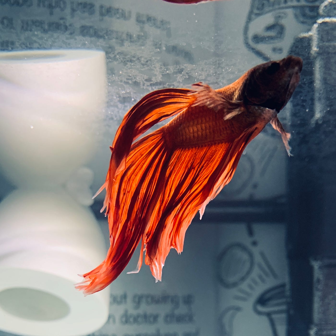 Did PetSmart Kill My Betta?. I write this out of grief. Maybe to