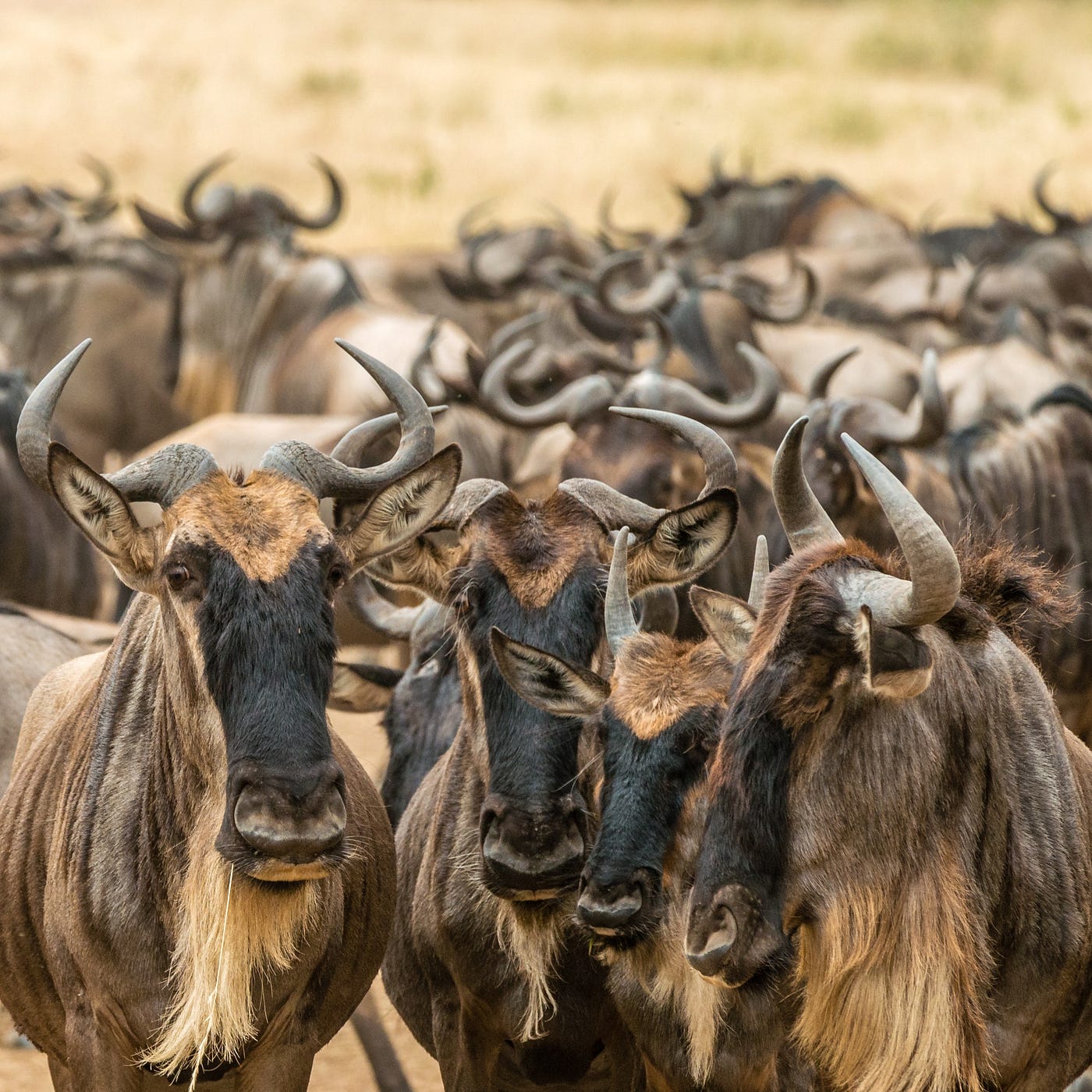 Thundering Herd Problem and Systematic Mitigations