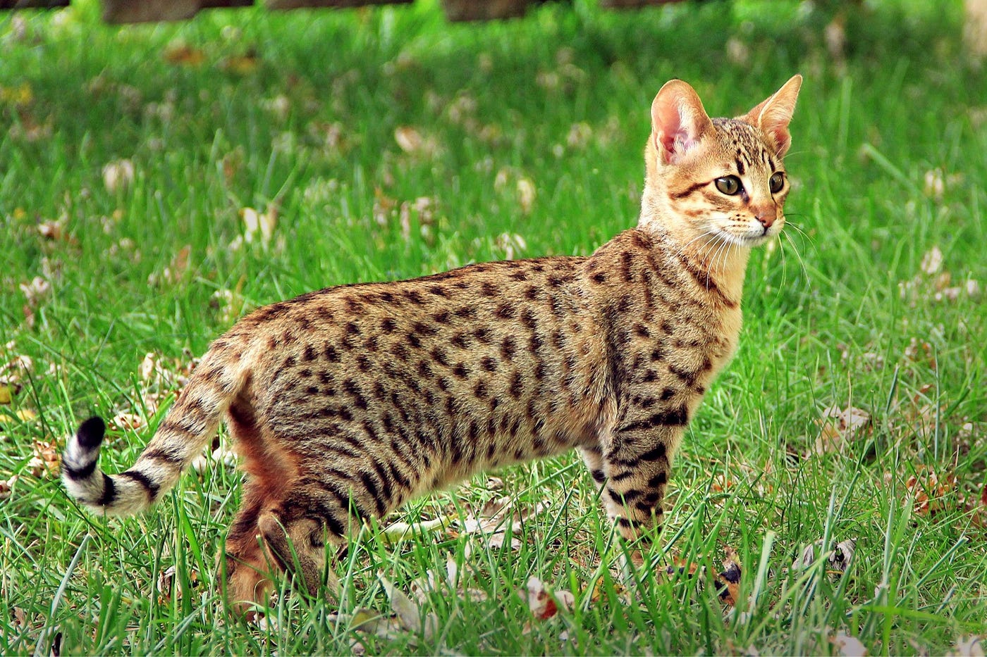 The Savannah Cat: A Wildly Elegant Hybrid Breed