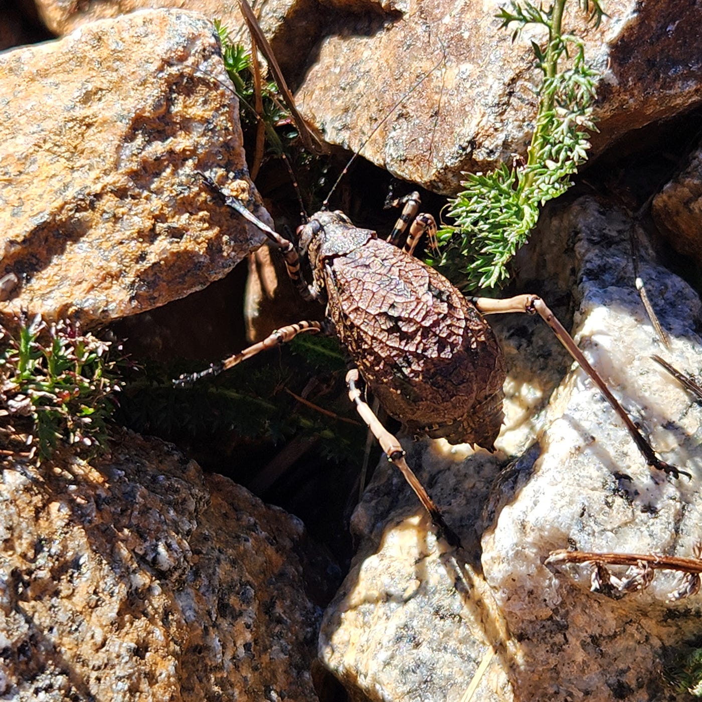 Mountain Katydid