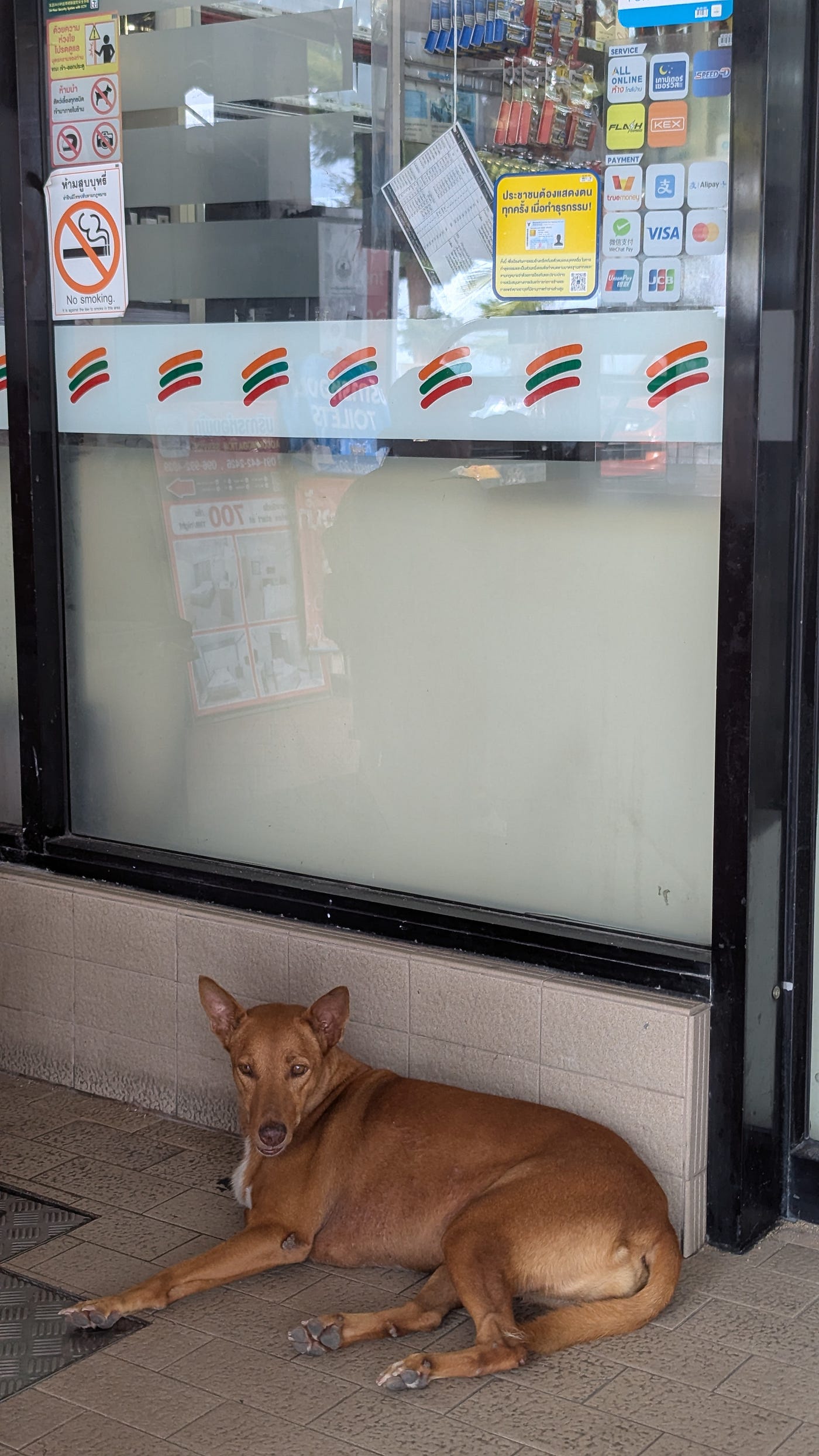 Almost every dog in Thailand that is this color is named Daeng — it means red. Keeping with the theme almost every black dog is named Dum and if it’s black and white, then it’s Panda. But you need to pronounce it Pann-Der.