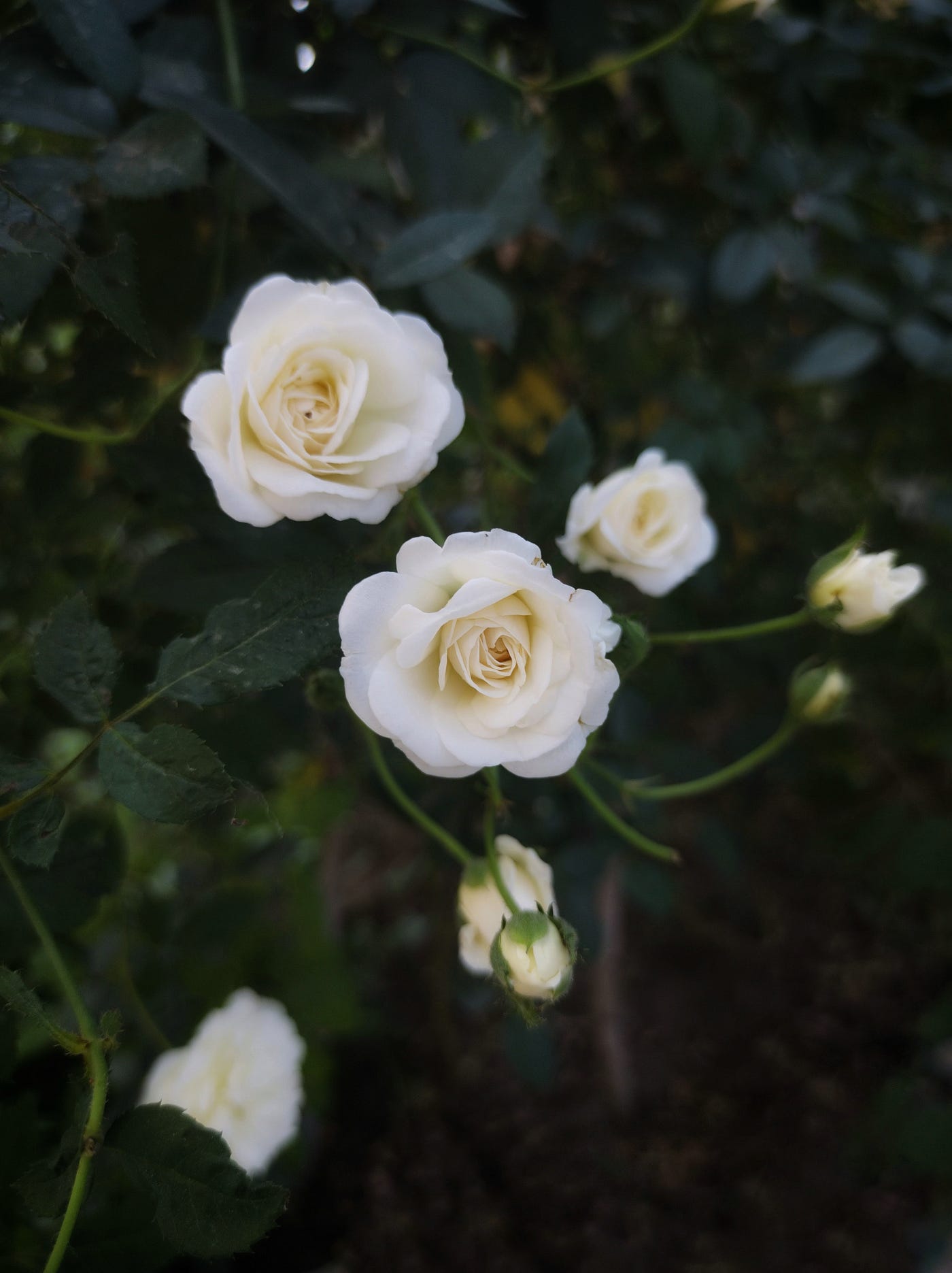 White Roses. A poem | by Caroline Mellor | The Lark | Medium