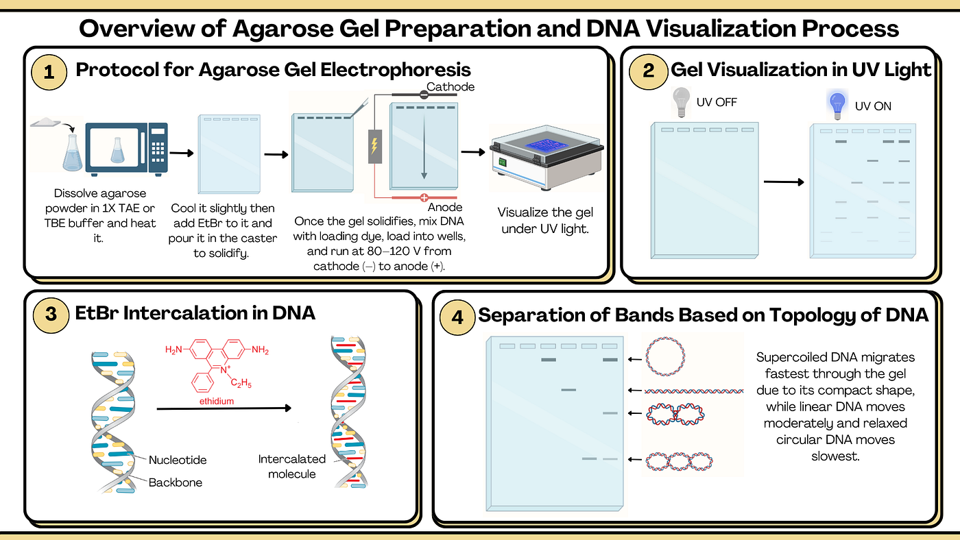 The Science Behind Gel Electrophoresis: How DNA and RNA Find Their Way