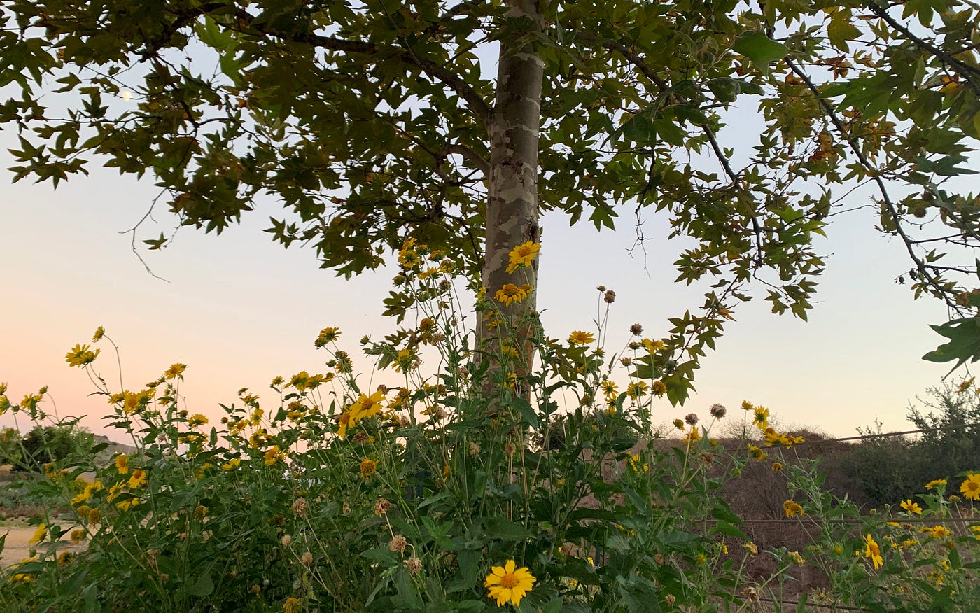 Sycamore and desert sunflowers: Image by author