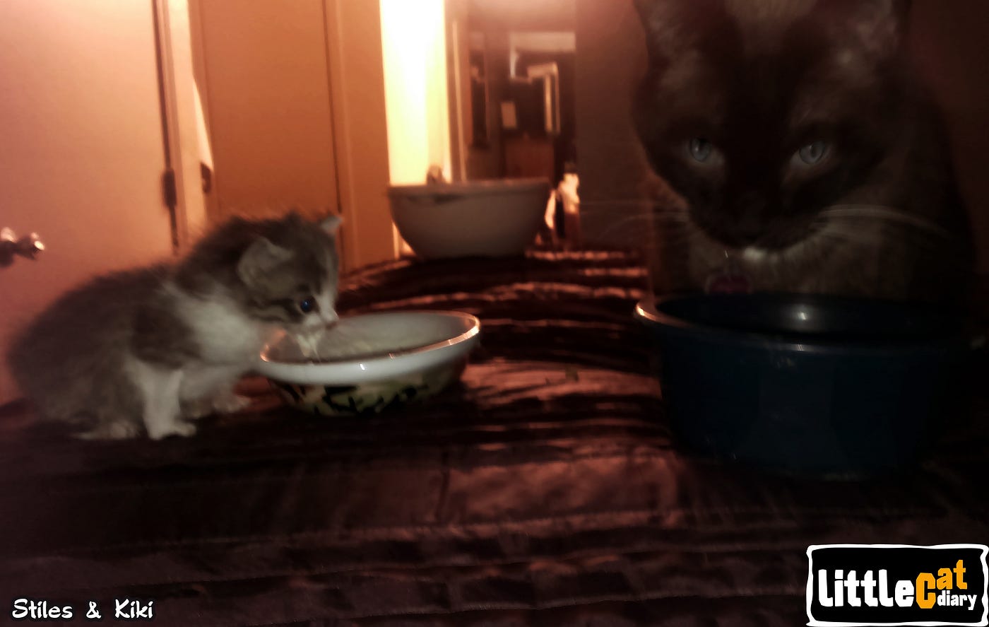 Q&A: Why does my cat want me to watch her eat? | by Jaimes Roe | Little Diary | Medium