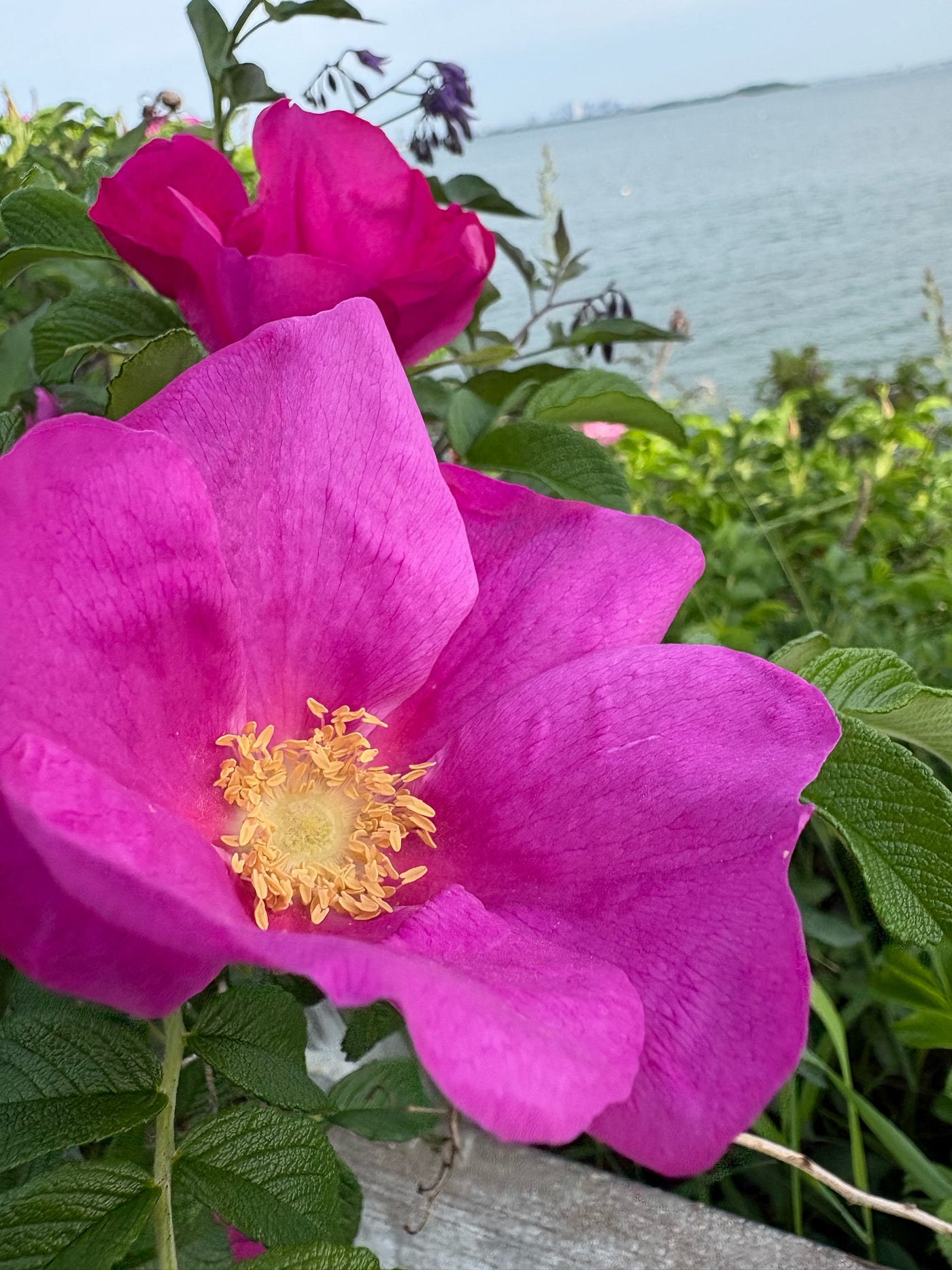 Rose — symbol of enduring strength through adversity— photo by author