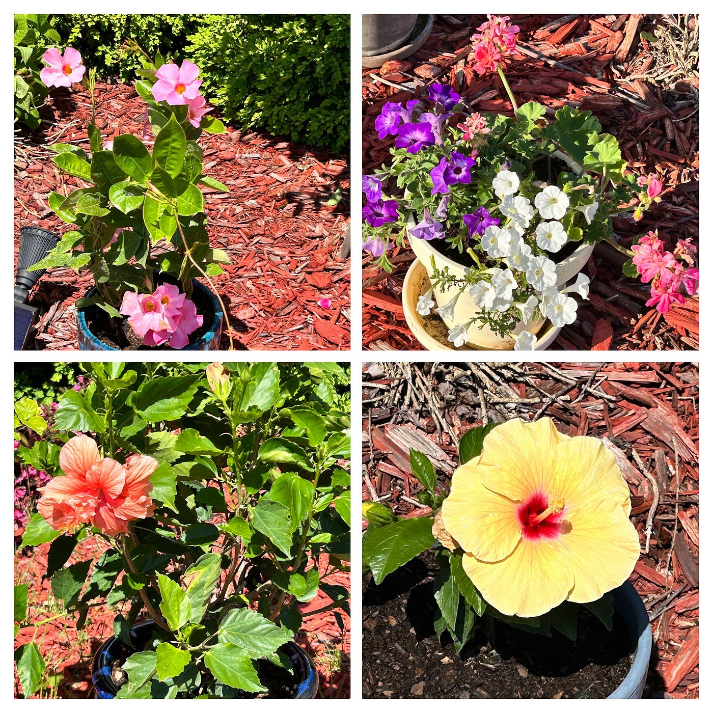 The flowers, fully committed to the takeover. Photos by author.