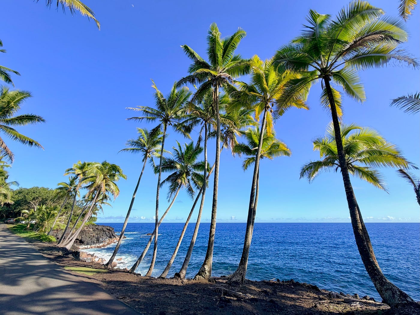 Turning Coconuts Into Jobs and RESILIENCE?