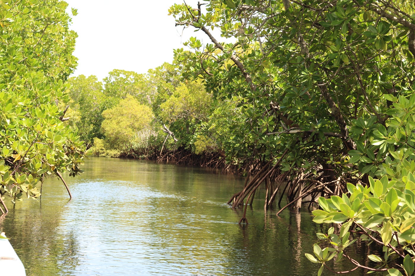 A thousand hopes as Mwache, one of Kenya's largest mangrove forests, recovers | by WWF-Kenya | Medium