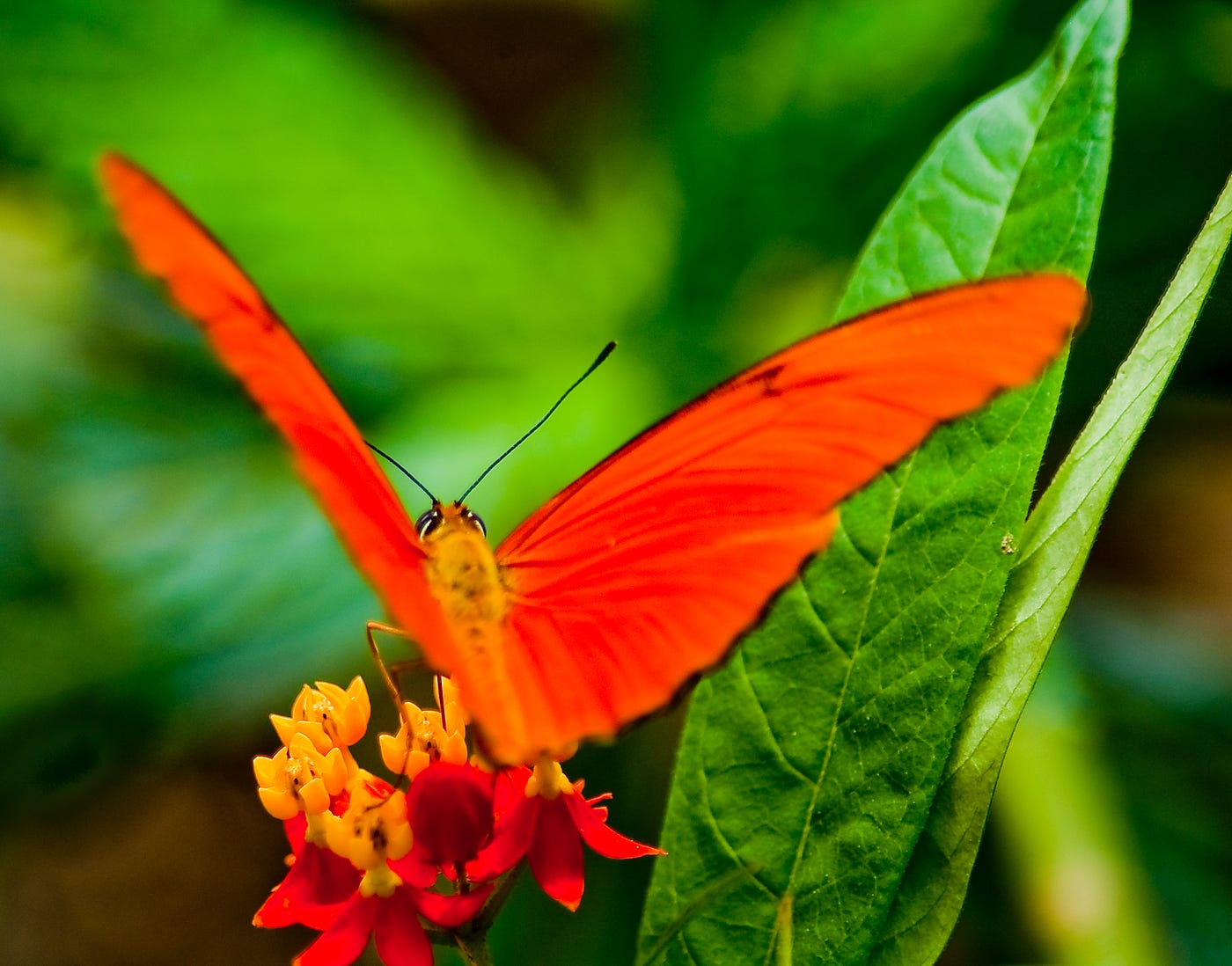 Schmetterling