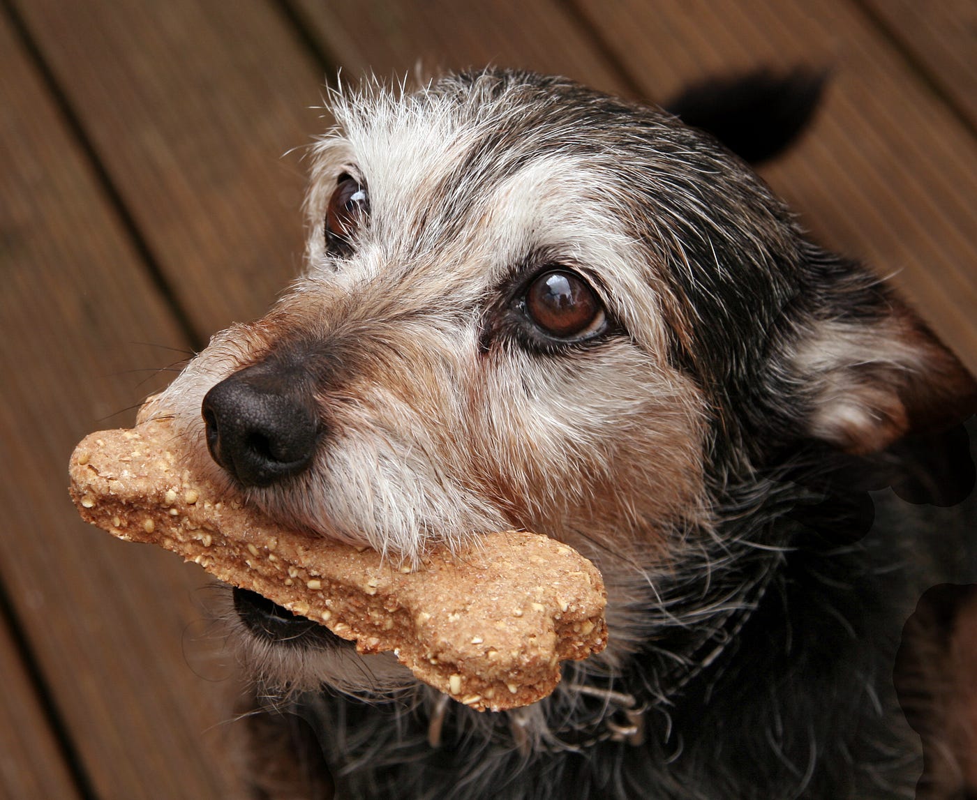 Home Alone? How to Keep Your Dog Happy