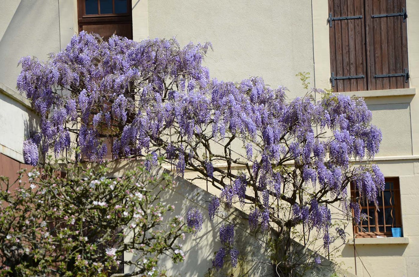 Wisteria climbs a stairwell, Giverny