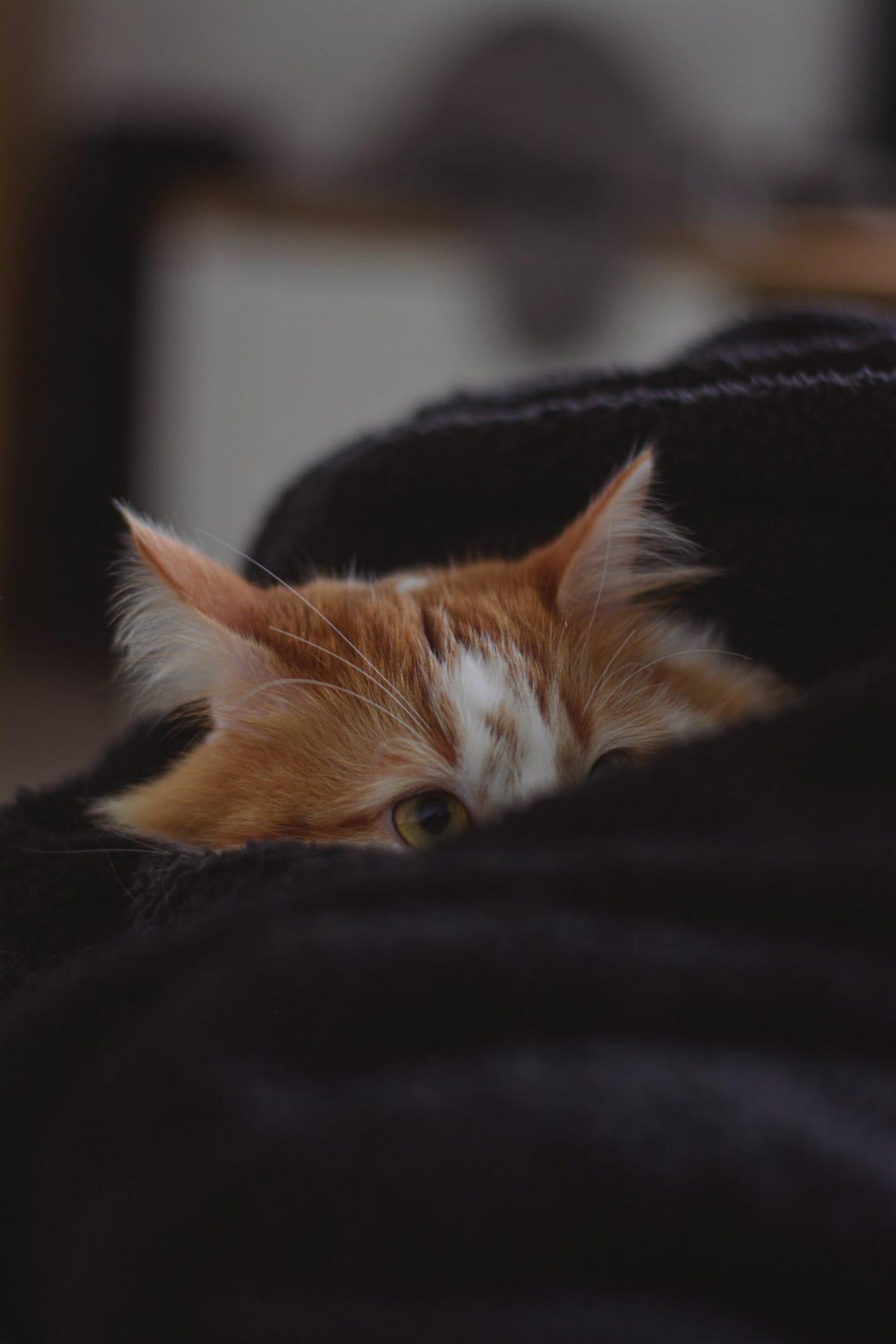 Living Small & Fluffy in a Big Wild World