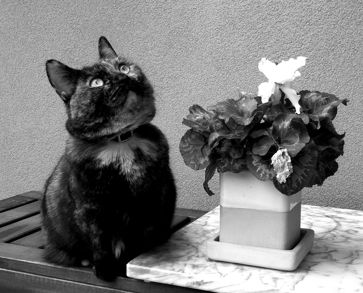 Laverne and her favourite flower