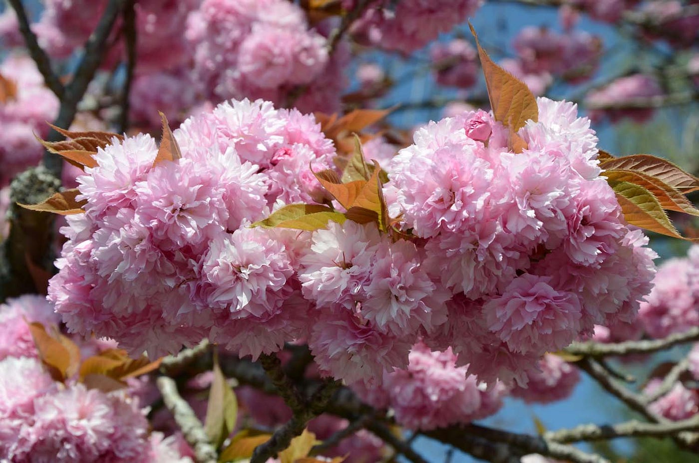 Cherry blossoms, Monet’s Gardens