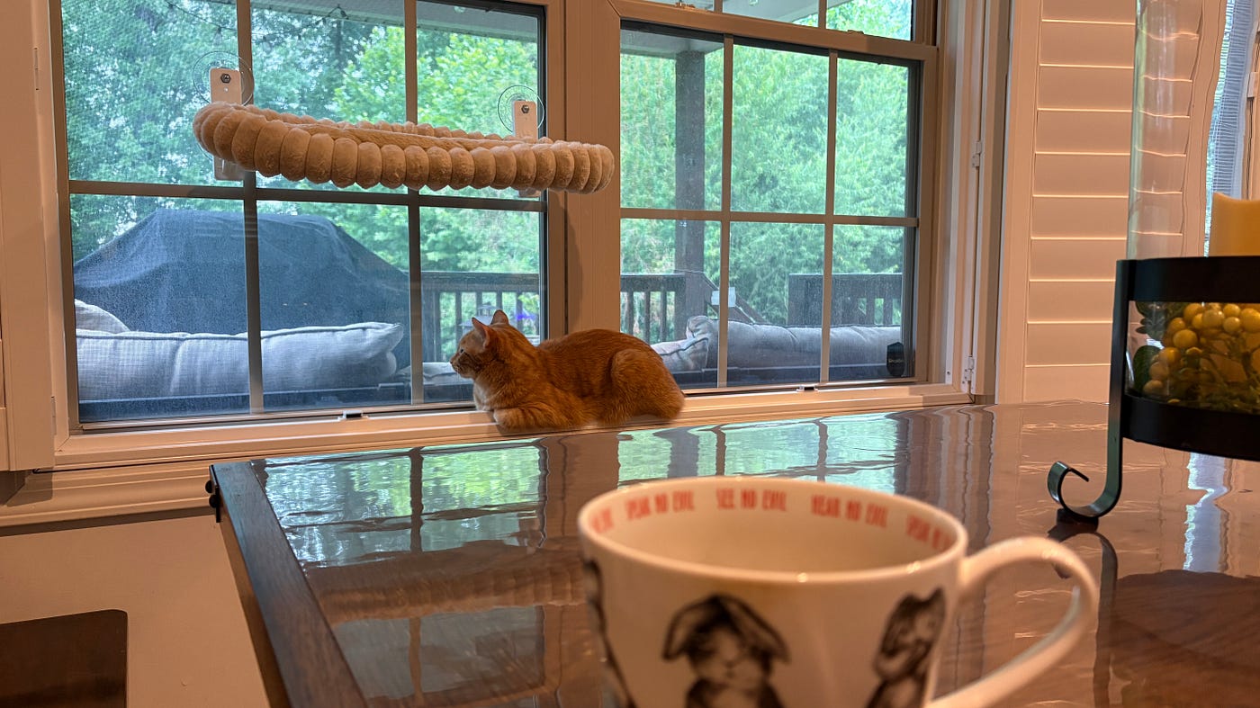 The Zen Cat
