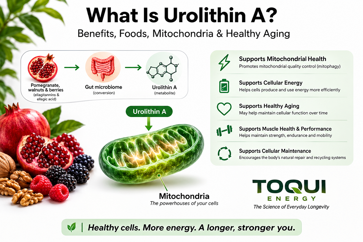 What Is Urolithin A? Benefits, Foods, Mitochondria & Healthy Aging