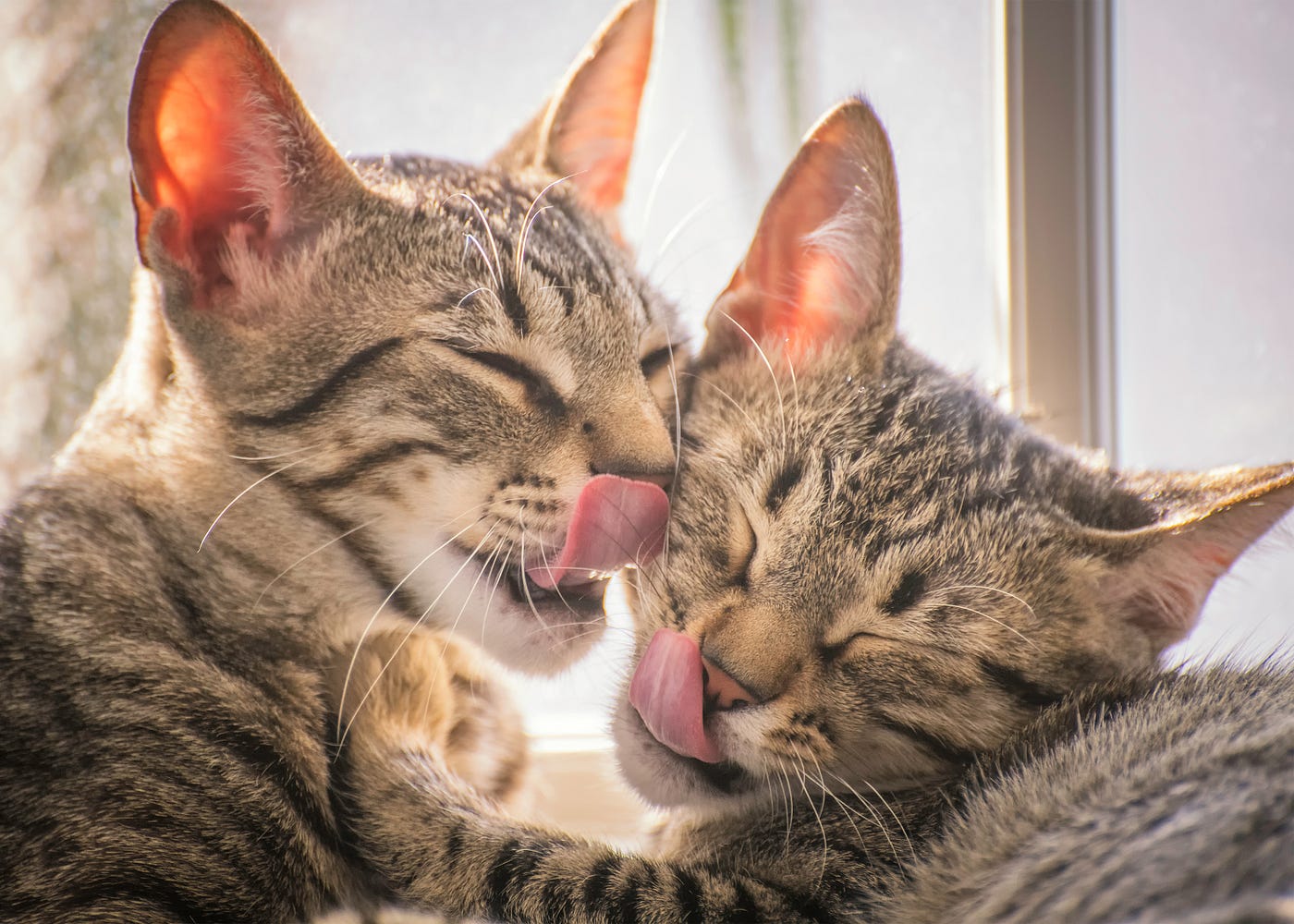 Do Cats Meow at Other Cats? Surprising Reasons Revealed!