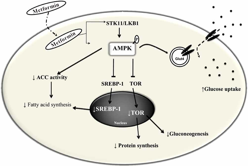 Let's Talk About Berberine, AMPK, and Metformin | by Stephen Decker | Medium