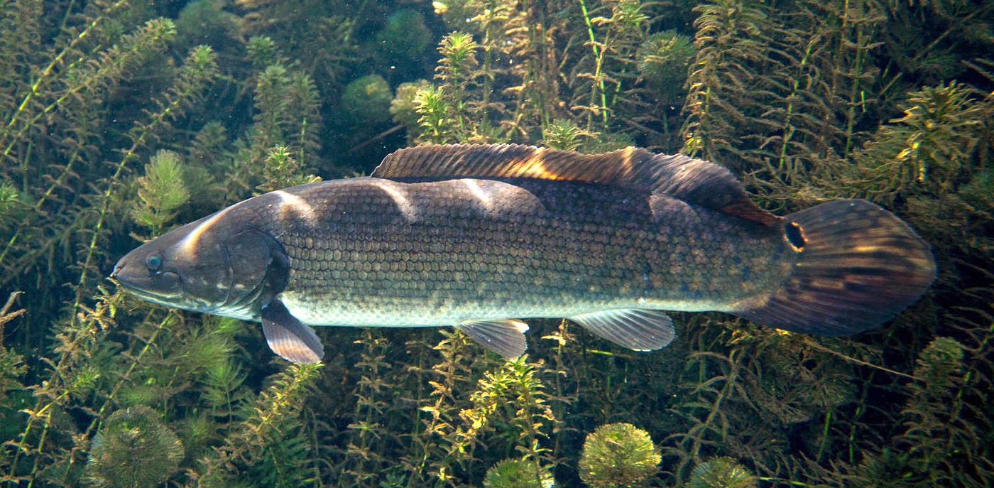 The Snakehead Dilemma. Considering an Often-Maligned Species, by U.S. Fish  and Wildlife Service