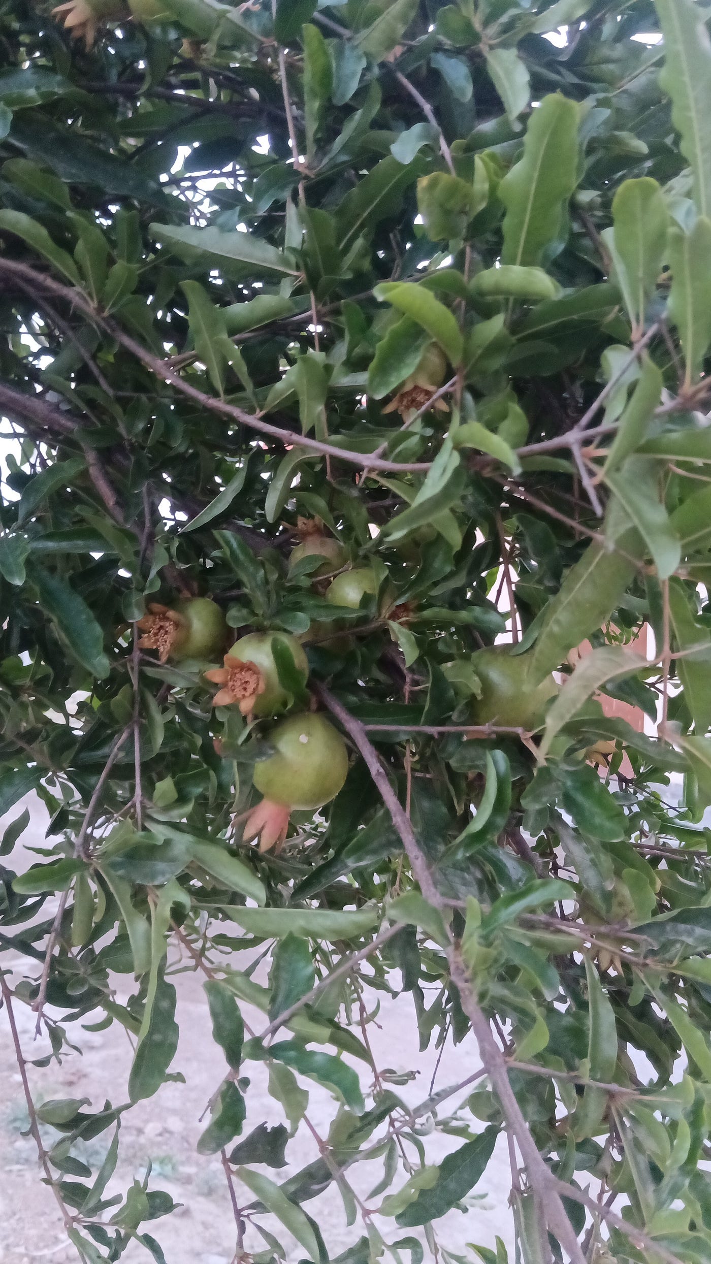 The best ideas, like pomegranate, need time to ripen before they’re ready to split open.