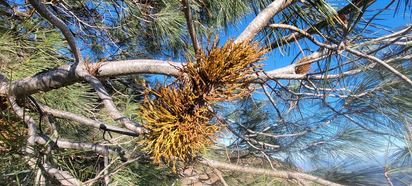 Arceuthobium occidentale, a native, parasitic mistletoe