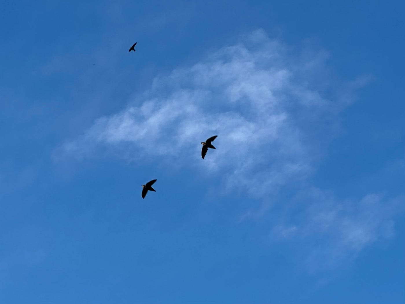 Chimney Swifts in flight. Photo by Bruce Stambaugh