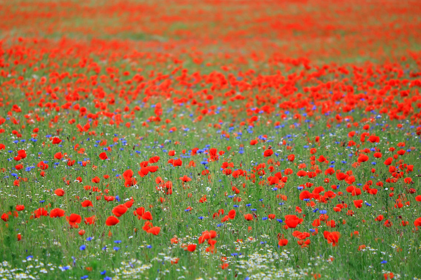 The Beauty of Wildflowers. A field of flowers filled with life, by Anne  Bonfert, Weeds & Wildflowers