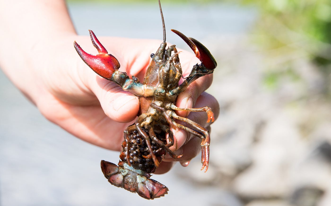 Bad 'dads: Crawdads of Kodiak. A conversation about crayfish in