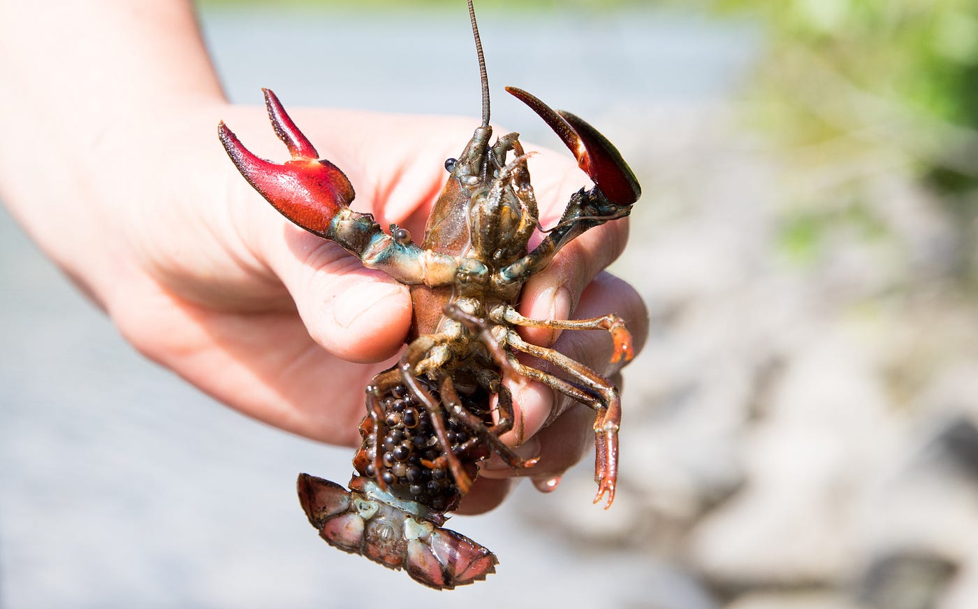 Bad 'dads: Crawdads of Kodiak. A conversation about crayfish in Alaska | by  U.S.Fish&Wildlife Alaska | Updates from the U.S. Fish and Wildlife Service  | Medium