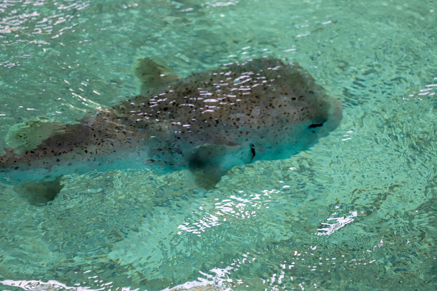 A fish. Photo by MARIOLA GROBELSKA on Unsplash