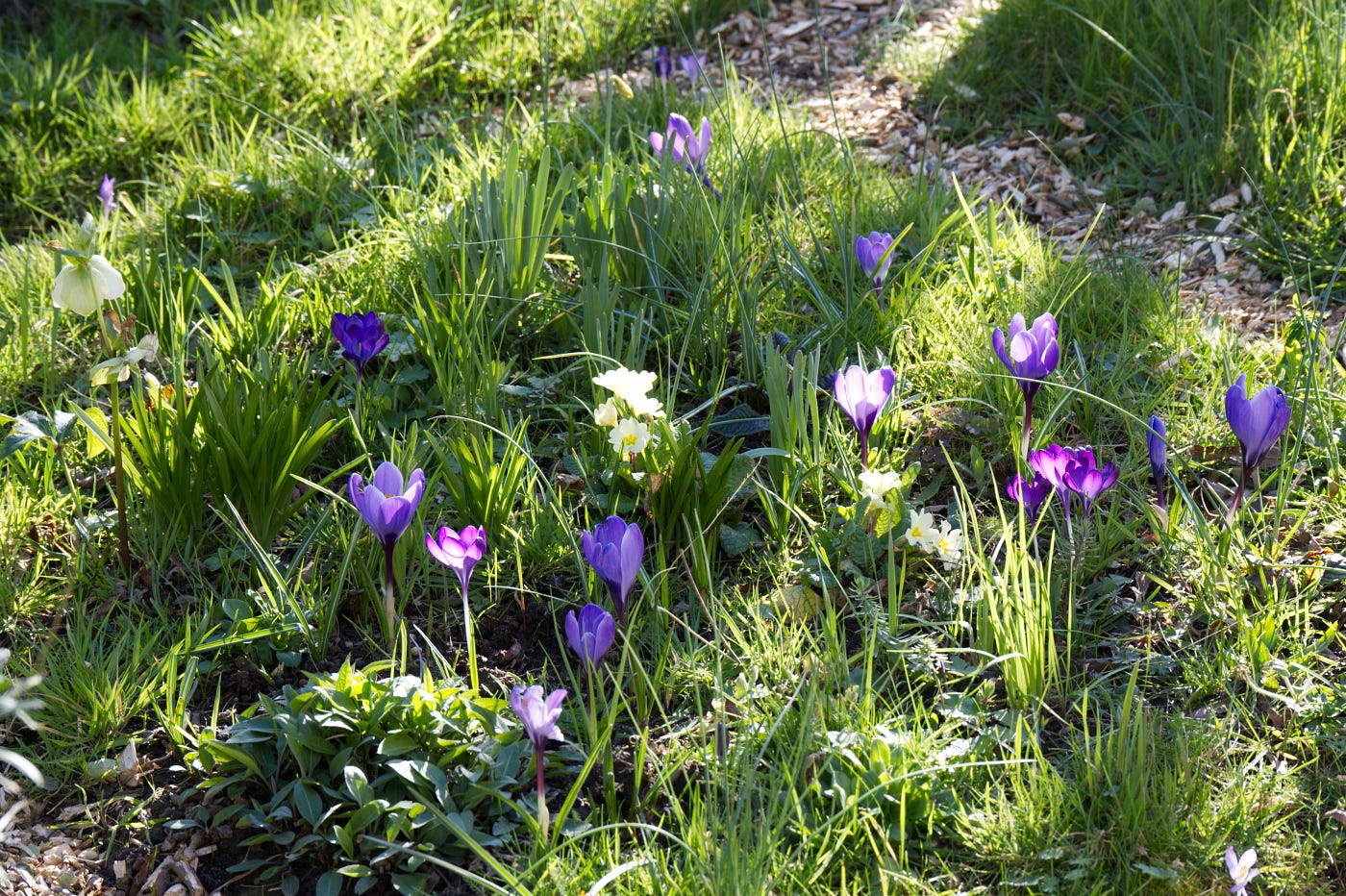 I converted large parts of my lawn into wild flower patches to be