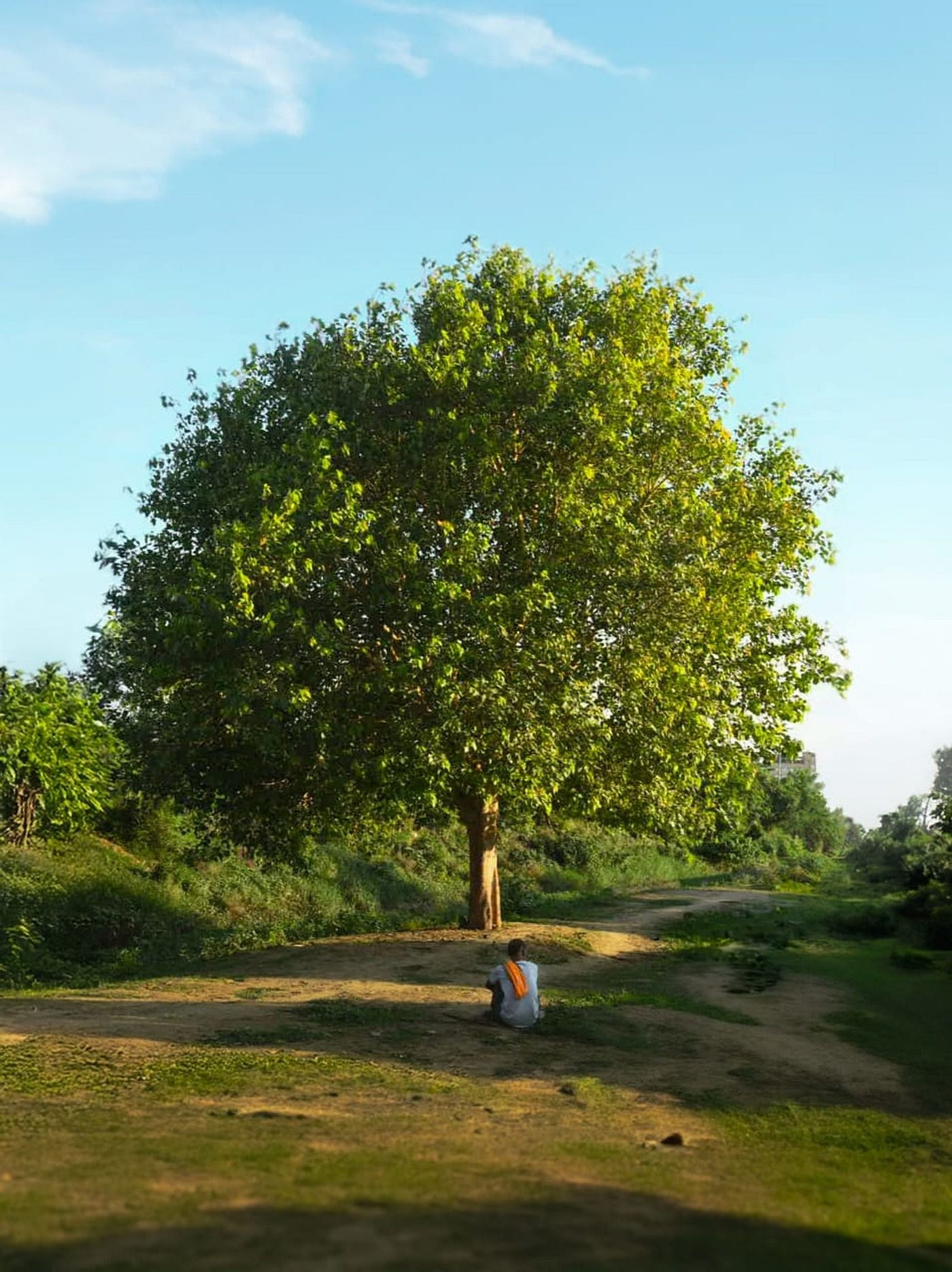 How a Peepal tree invites People