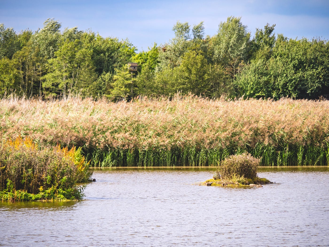 Flowering reeds in late summer at Blacktoft Sands, East Yorkshire (Photo by Author)