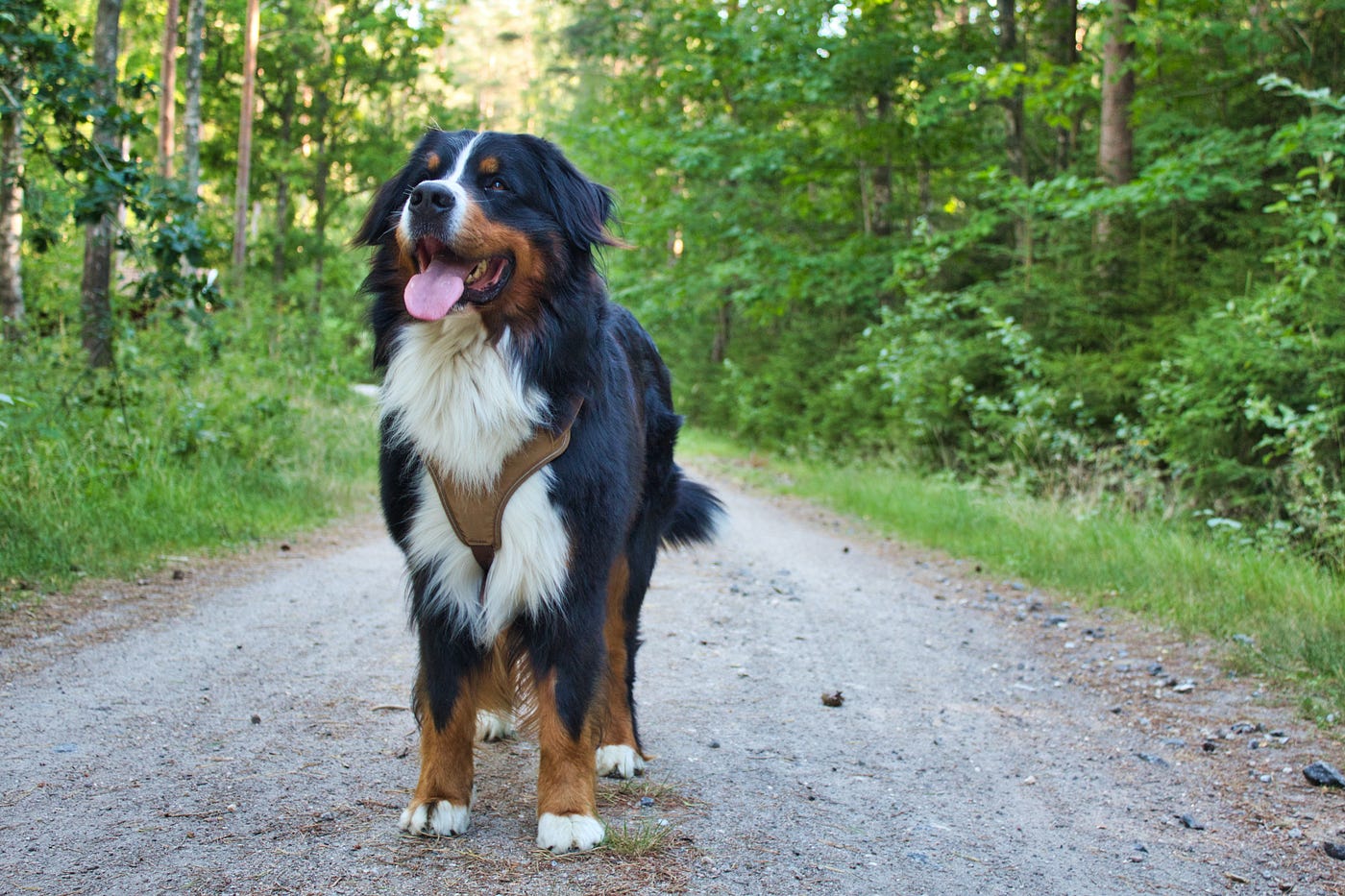 Tricolor bernese mountain sales dog