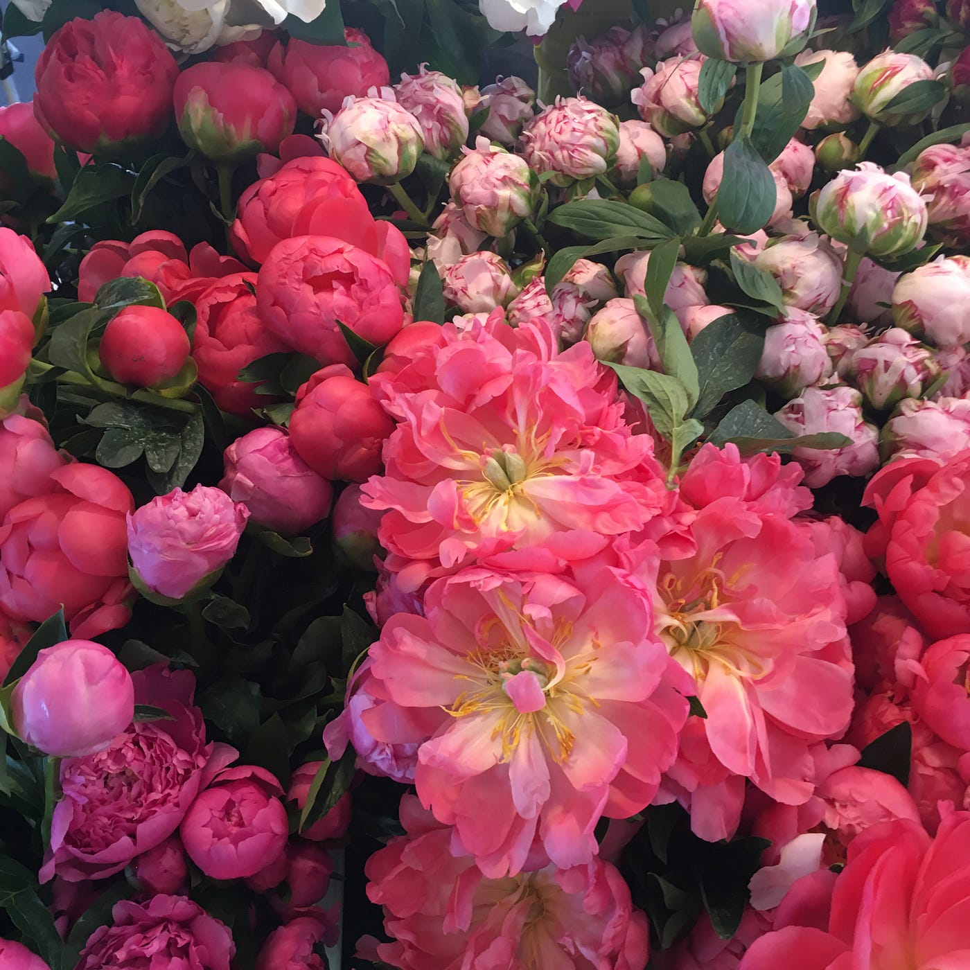 The Peony Principle: What a 2,000-Year-Old Flower Taught Me About AI and Design