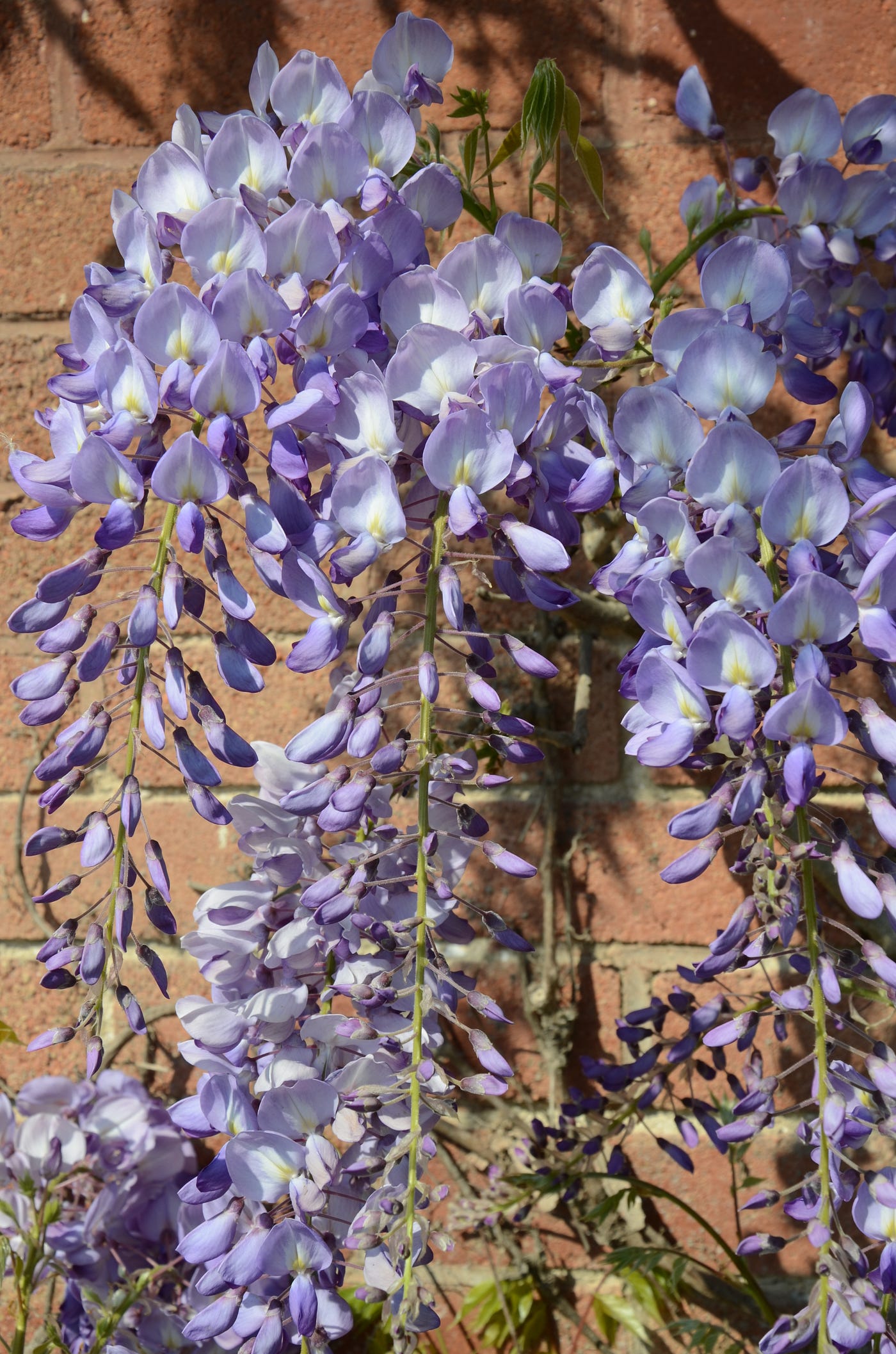 Wisteria blossoms