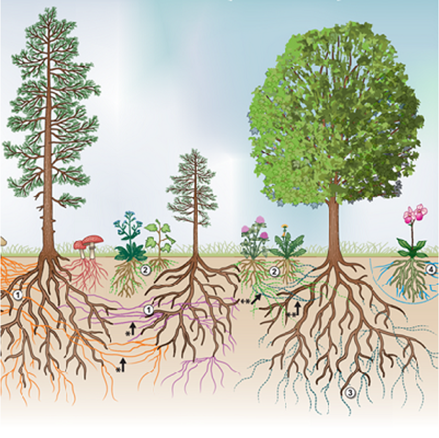 Illustration of an underground forest ecosystem showing different trees, plants, and fungi connected through root systems and mycorrhizal networks.