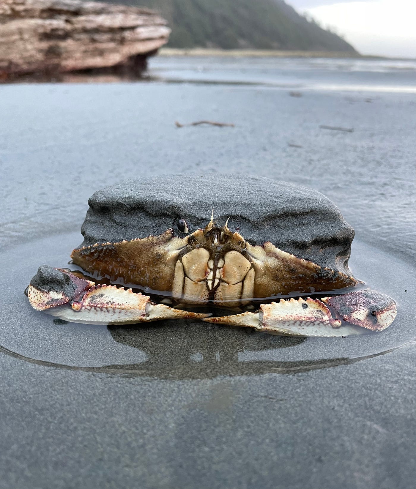 WDFW establishes Coastal Recreational Crab Unit; improves