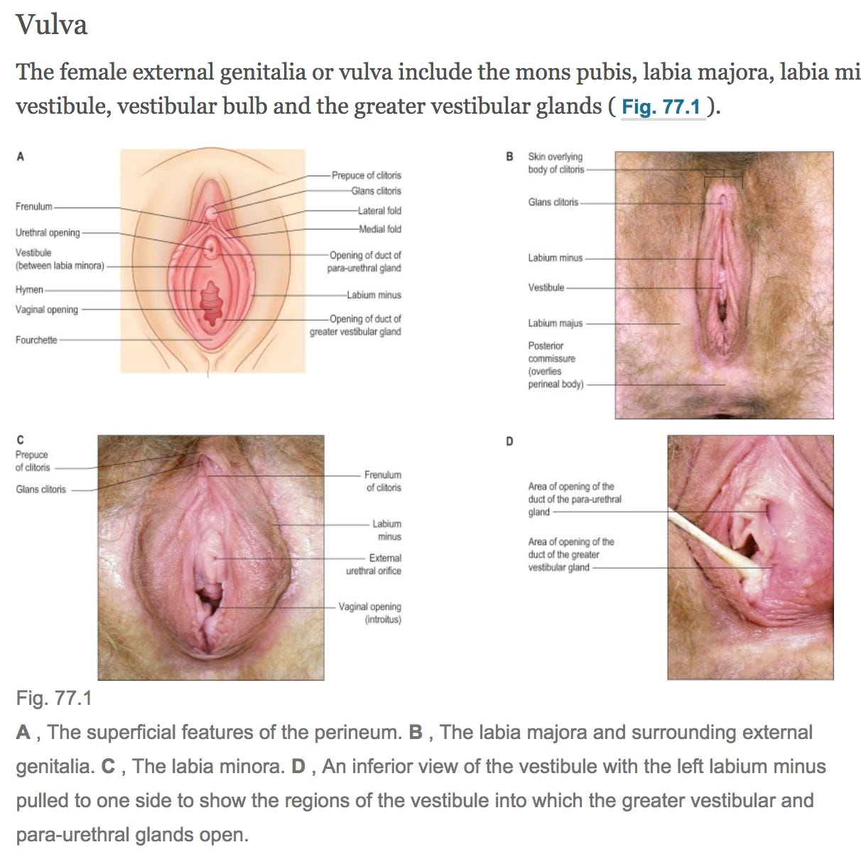 Sexism in Gray's Anatomy: The Anatomical Basis for Clinical Practice, 41e |  by Jessica Pin | Medium