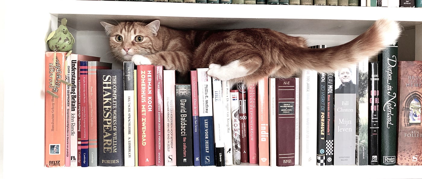 La curiosidad resucitó al gato. Preguntas que dan vida. | by Neus Portas |  Medium