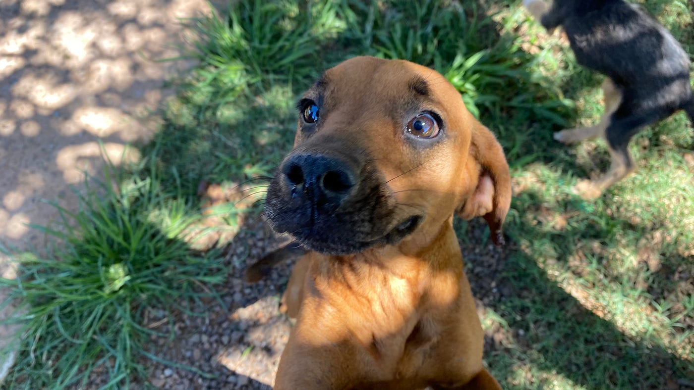 A dor do descuido: A luta contra o abandono de animais