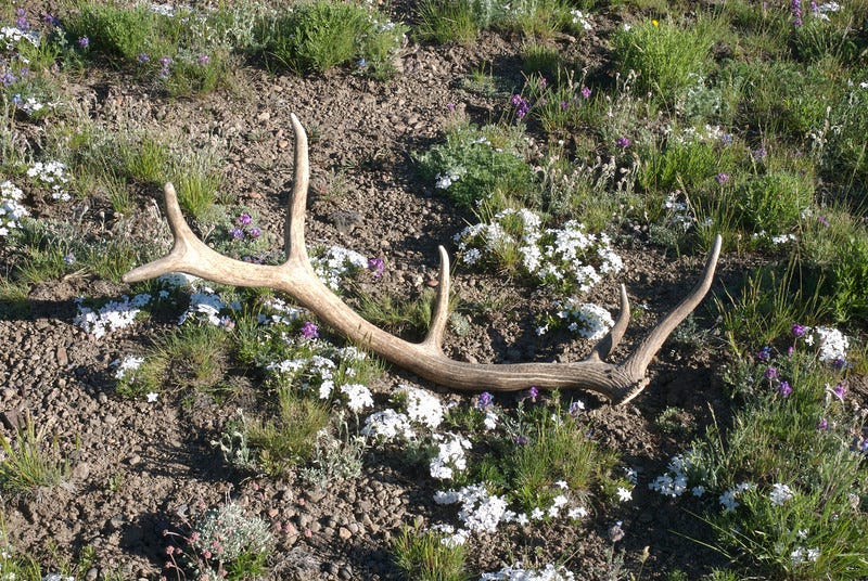 Elk shed 2024