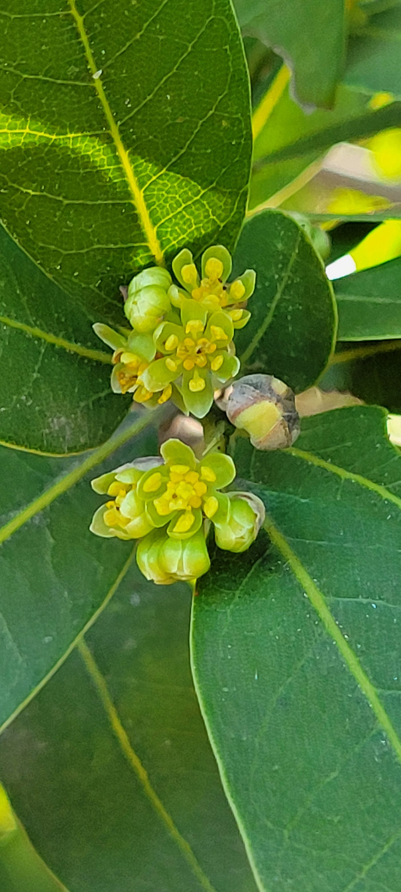 Umbellularia californica, our native Laurel tree in bloom in December on a mountaintop