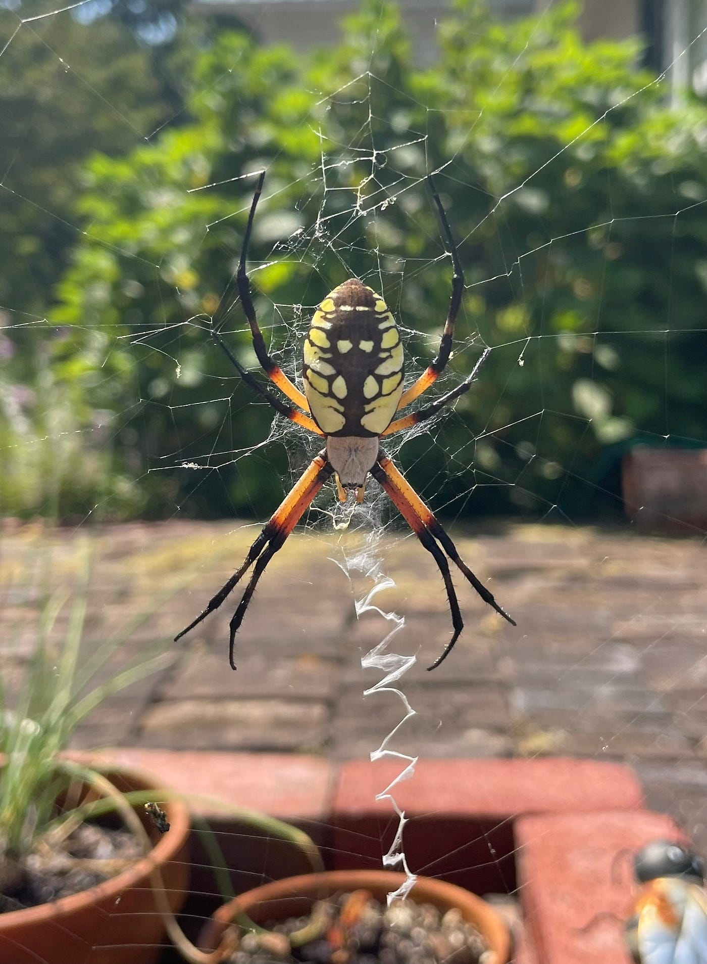 Spiders and Apples (the prelude grade school version)
