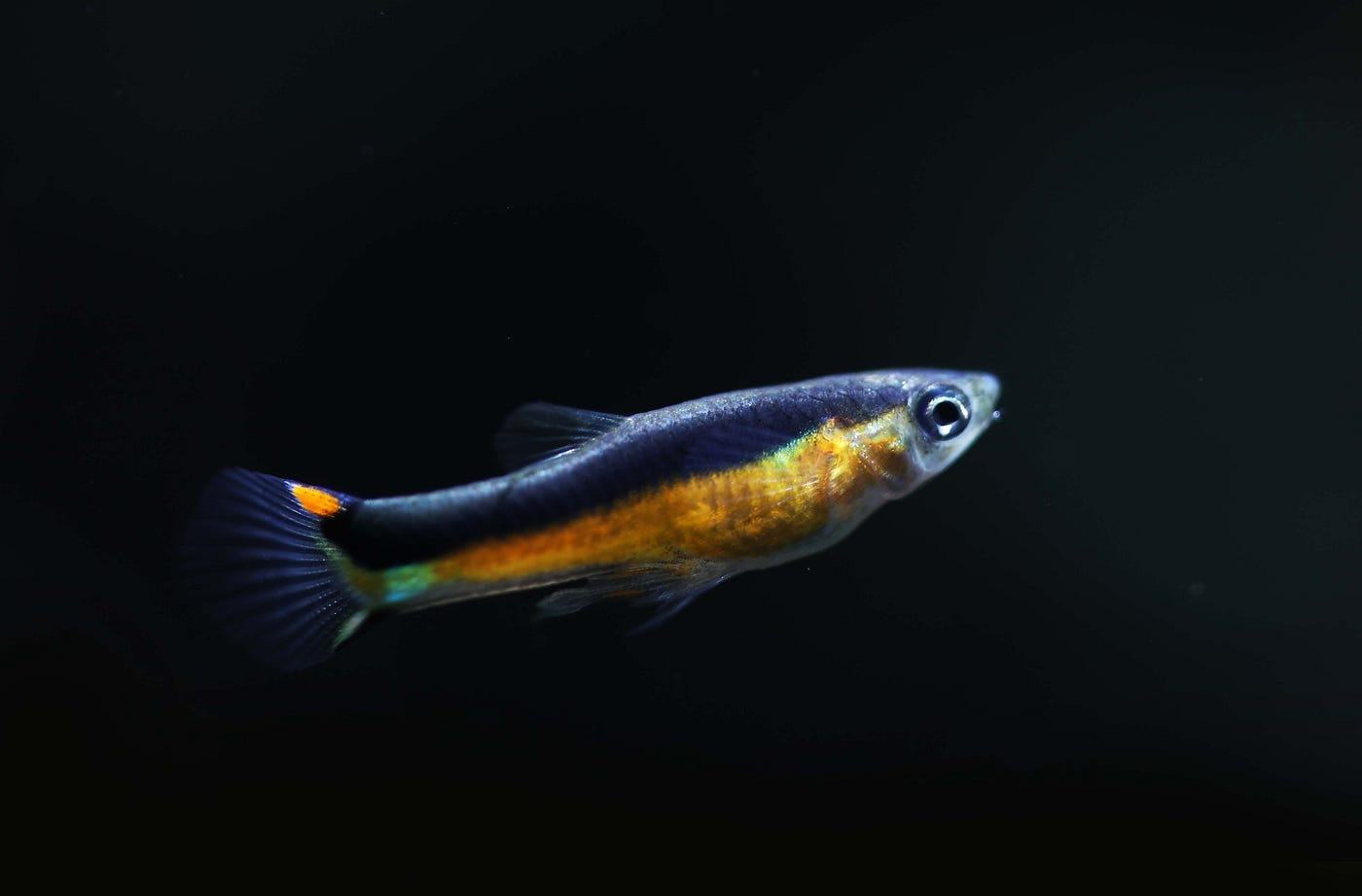 Guppy Social Behavior Explained: Secrets to Their Fascinating Interactions