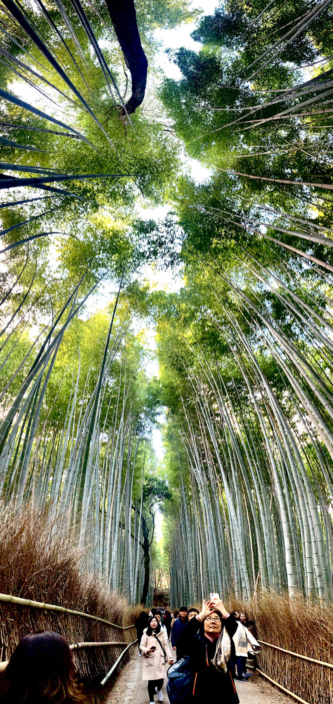 In Kyoto: A Quiet Walk in a Bamboo Forest | by Tim Ward