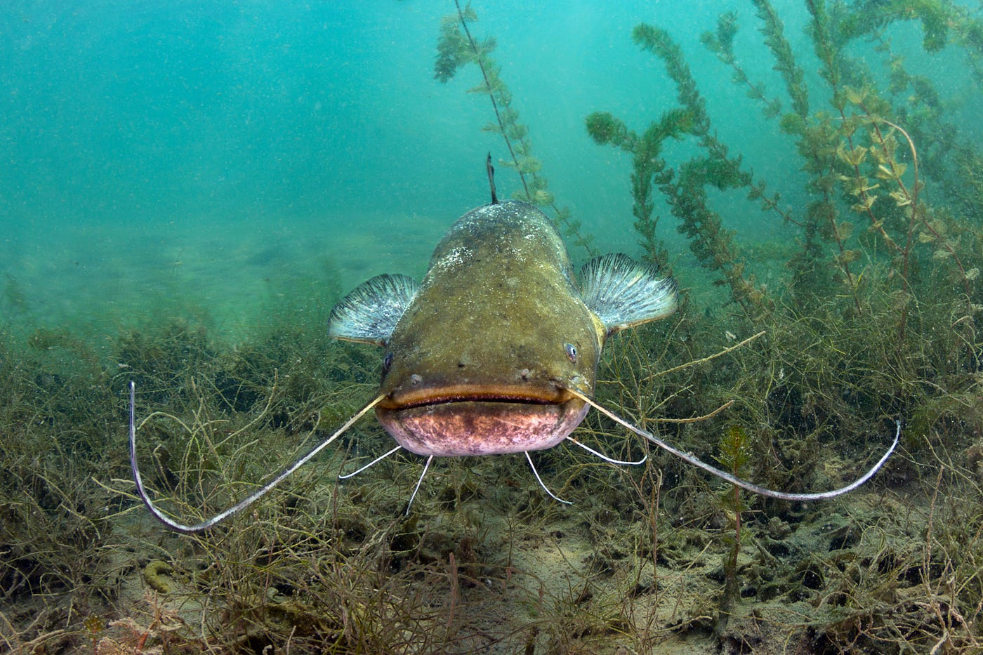 What “bottom feeder” really means